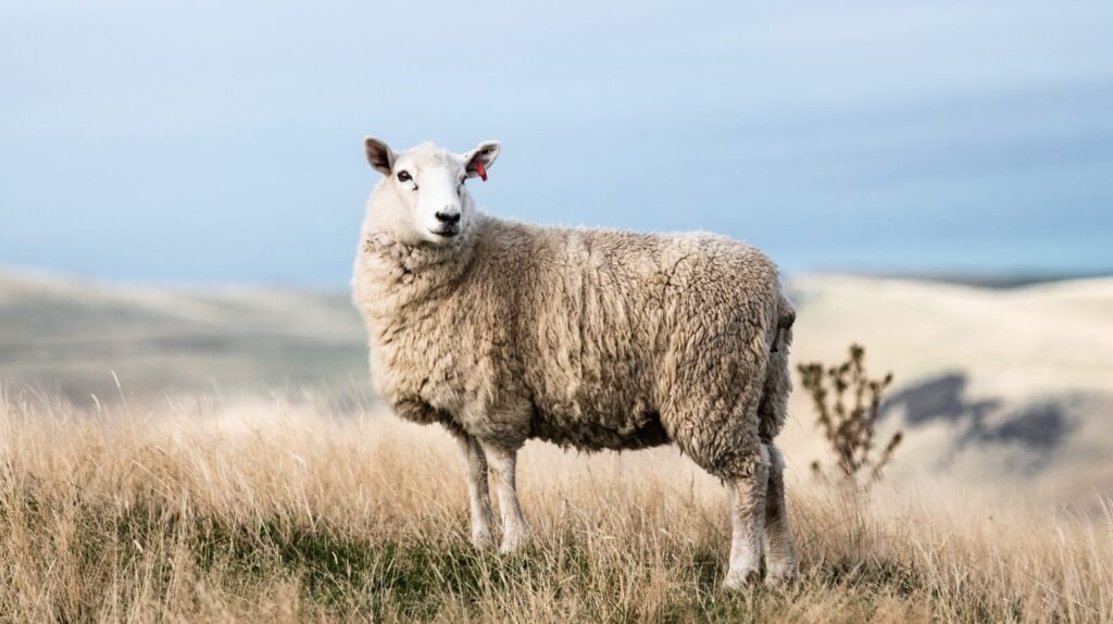 [NEW ZEALAND] HỌC BỔNG CHÍNH PHỦ NEW ZEALAND 2022